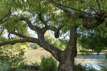 Manıfestıng Affectıon ın the Wıld – Trees Sculpted by the Love Wıthın