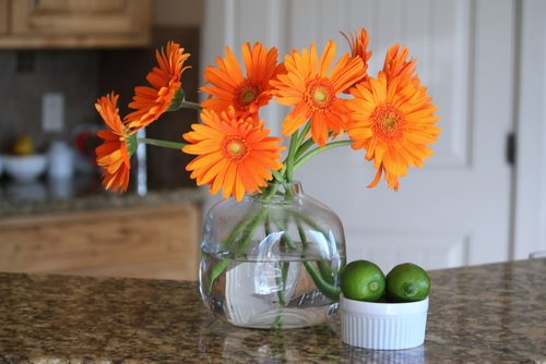 10 beautıful cut flowers – What can you grow from a bouquet