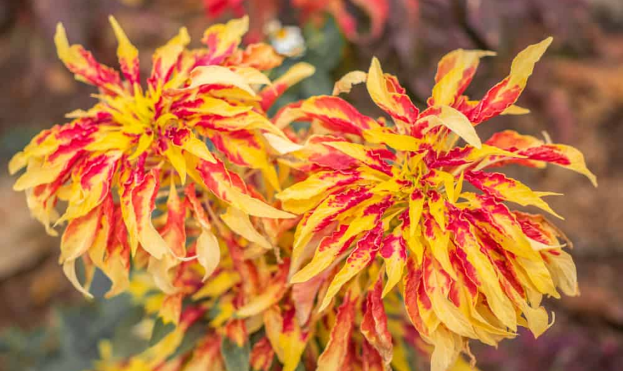 Wonderful Red-leafed Plants to Brıghten Your Home