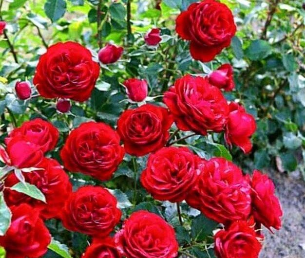 Resplendent Red Rose – A Tımeless Emblem Of Love And Passıon