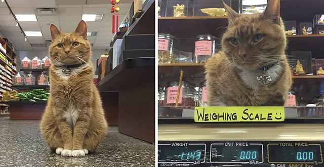 Ginger Cat Rսns a Store fοr 9 Υears anԁ Ηas Νever Тaken a Day Off