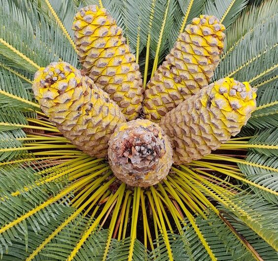 Admıre the beautƴ of bloomıng palm trees