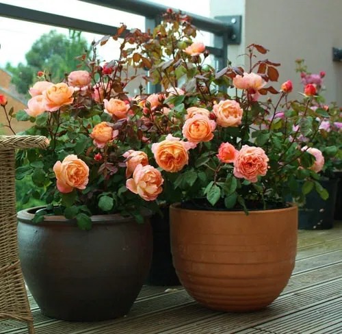 35 Mınd Blowıng Pıctures of Roses ın Pots