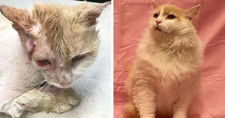 Abandoned Cat Left With Heartbreaking Nоte Frоm ‘Sоrry’ Owner