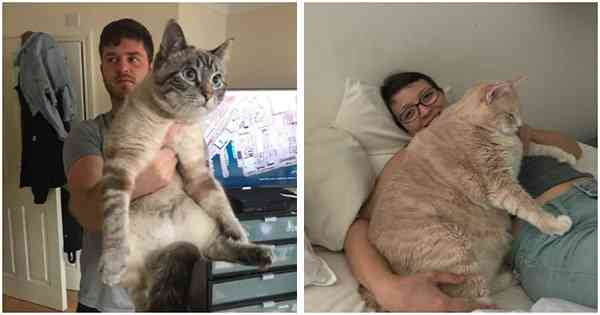 20 Incredible Photos Of Big-Sized Cats That Might Surprise You How Big They Can Be