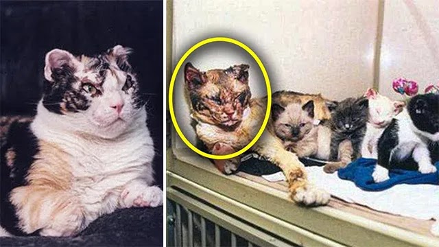 Brave Mother Cat Runs Into Burning Building 5 Times To Rescue Kittens