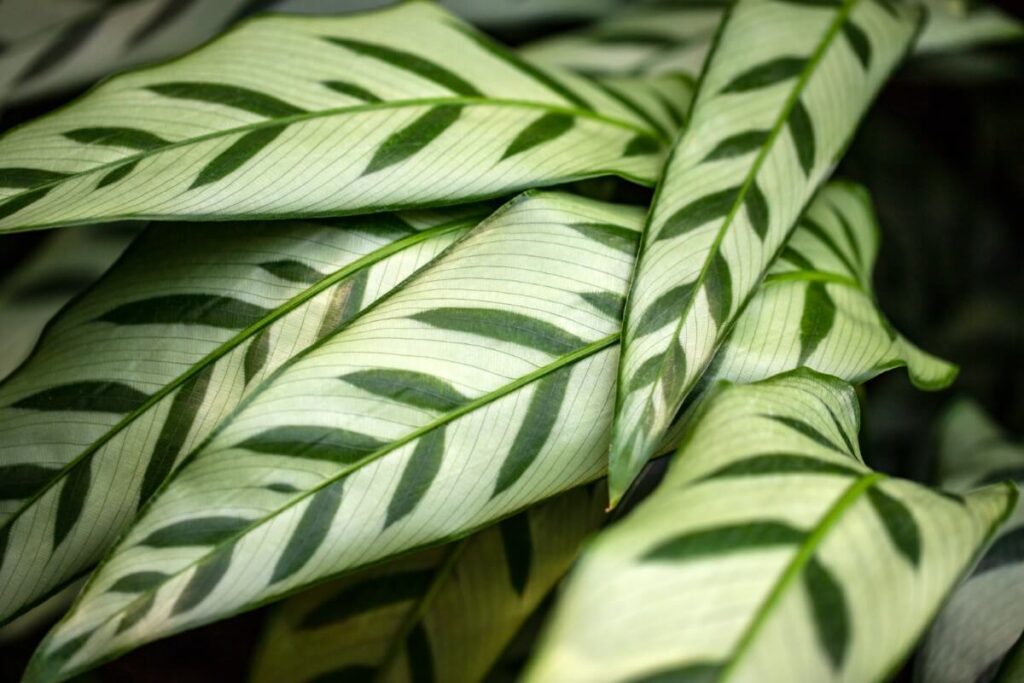 Calathea bachemiana (Lance Leaf Calathea)