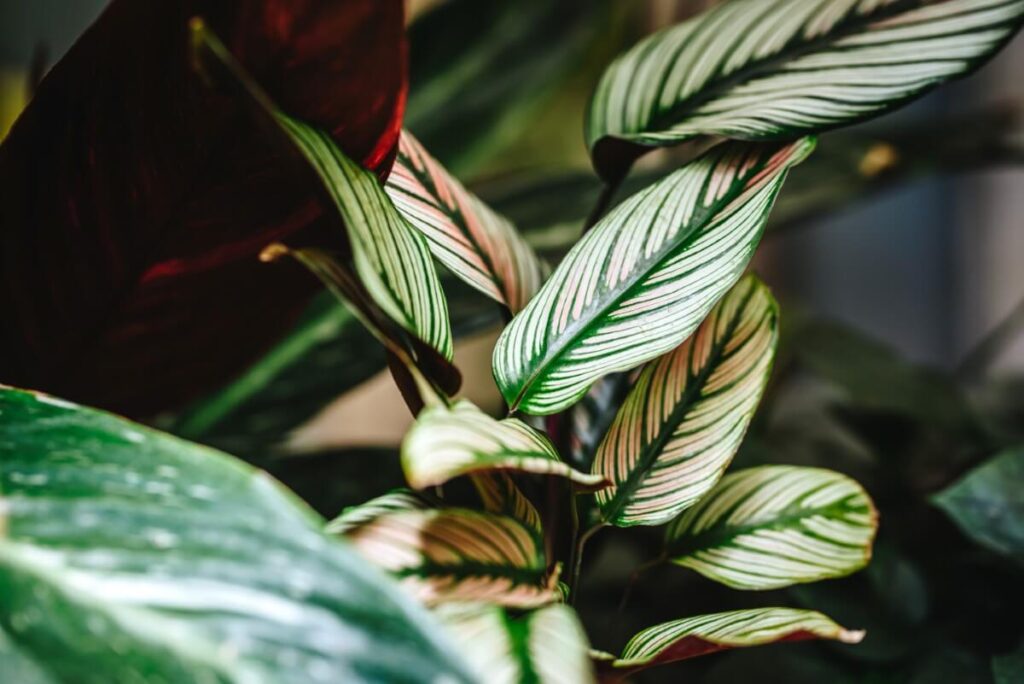 Calathea majestica (White Star Calathea)