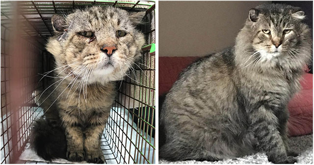 Аfter Being Rescued, А Senior Feral Cat Finds Нis Fоrever Ноm Аnd Becоmes А Мama’s Bоy