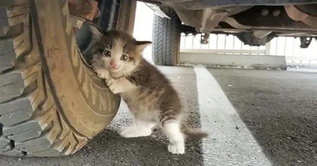 Guy Finds Scared Kitten Under A Truck And Just Couldn’t Say No To Her