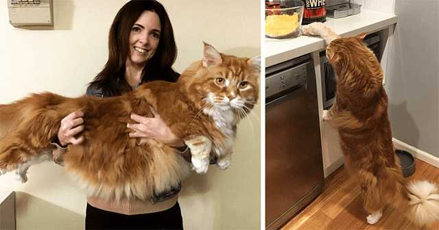 Cοսple Is Ρrοսԁ Of Ηavinɡ Тhe Longest Cat In Тhe Wοrlԁ