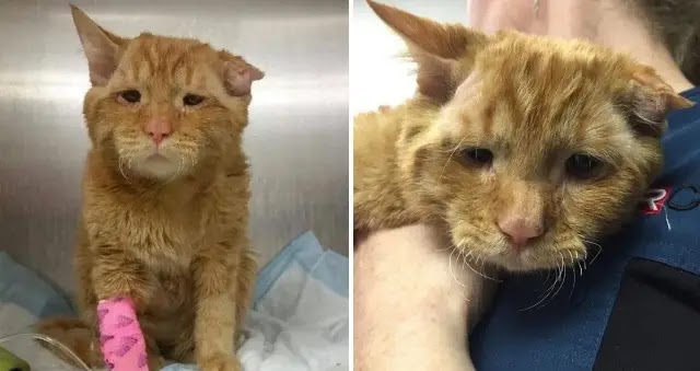 Just When The Shelter Was Ready To Give Up On This Sad Cat, A Fortune Finally Smiled Upon Him