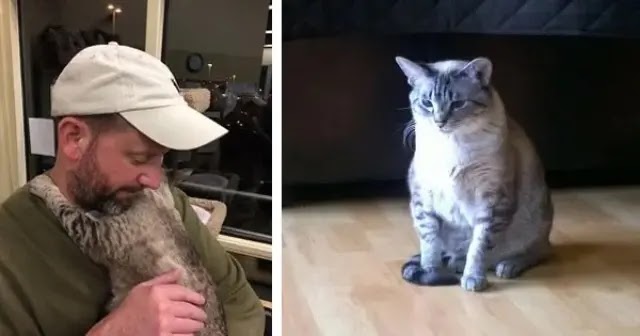 This Shy Cat Was Afraid Of Everyone And Always Hid Herself – Until Finds Right Love