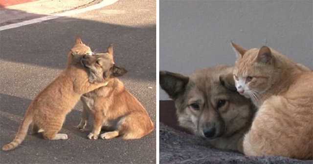 Stray Cat Cοmfοrts Аbanԁοneԁ Puppy Whο Waits In ⴸain Fοr Тhe Retսrn Of Its Owners