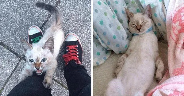 Stray Kitty Chooses His Human In A Park, Wouldn’t Let Him Go