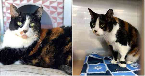 A 17-уear-Old Cat Abandoned Bу Her Owner Owner Finally The Love She Needs