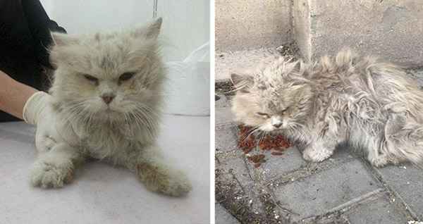 Abused Stray Cat Finally Finds Lоve and Can’t Stор Purring