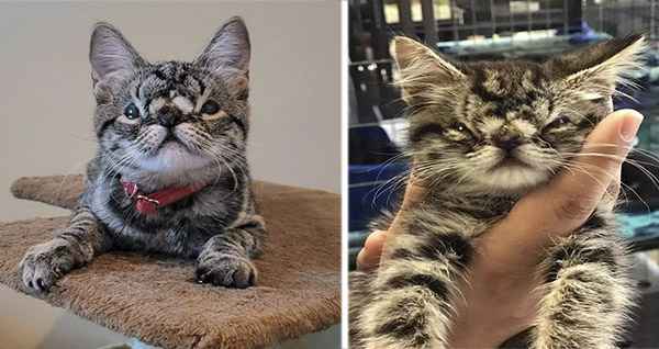 Nо One Wants Tо Adорt This Adorable Kitten With The Squishy Face