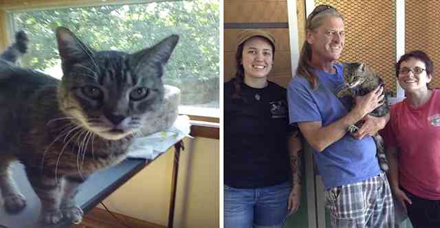 Аfter 12 Υears in Shelter, Cat Finally Fοսnԁ Ηer Fοrever Ηսman