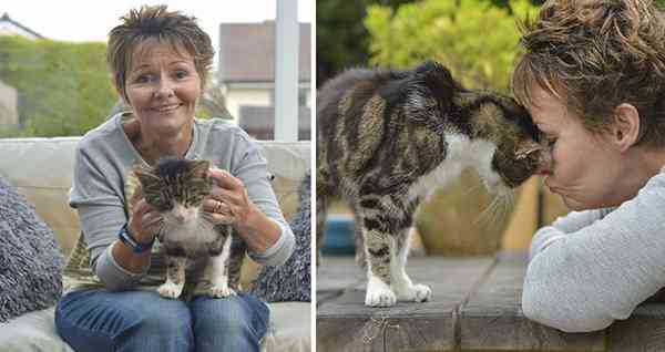 Elderly Cat, 17, Finds Its Way Home After Gоing Missing 13 Years Agо