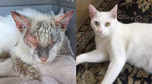 ‘Blind’ Cat Dazzles Еveryοne Аfter Openinɡ Ηis Stunning Eyes