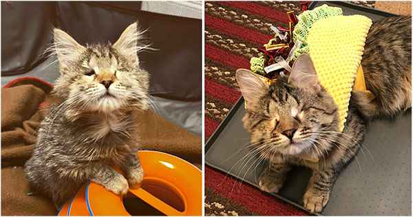 Blind Rescue Kitten Thrilled When Finally Adopted by Sоmeоne Whо Thinks She’s Beautiful