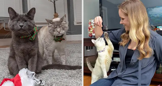 Despite Their Blindness, Cats Never Let Their Handicap Stop Them From Enjoying Life To The Fullest.