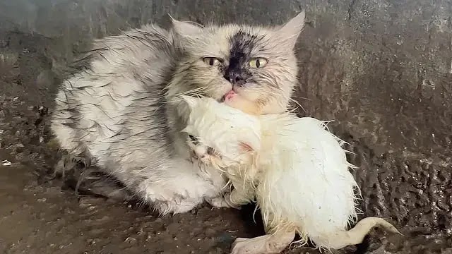 Brave Mother Cat Carries Her Kitten Through the Streets After Heavy Rain, But No One Opens the Door for Them