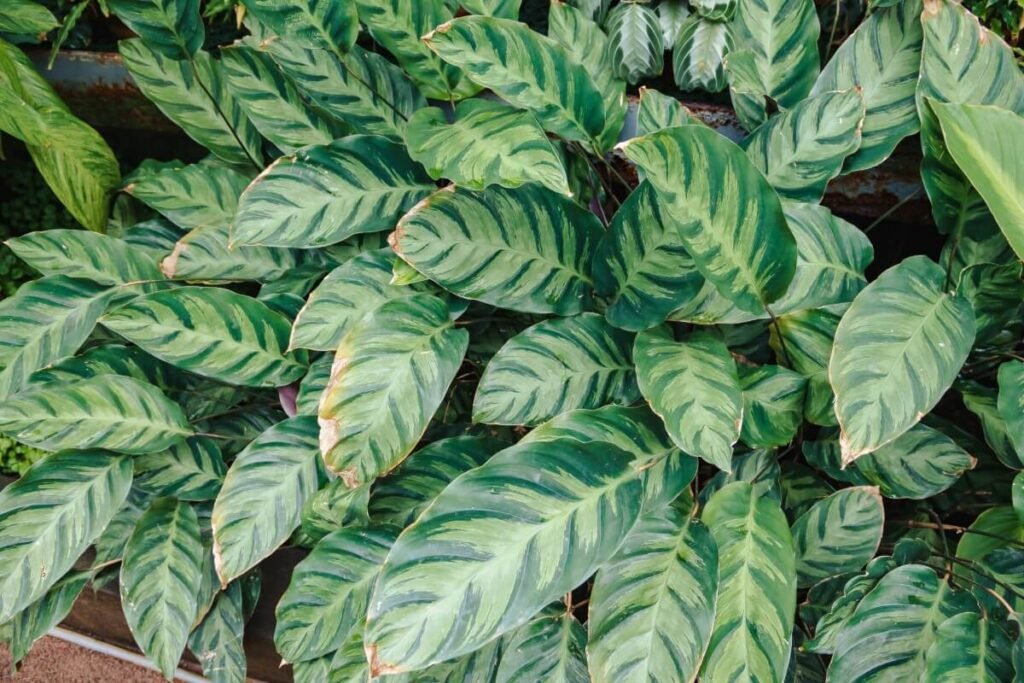 Calathea albertii (Albert's Prayer Plant or White Tiger Calathea)