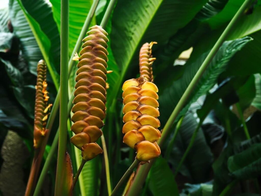 Calathea crotalifera (Rattle Shaker or Rattlesnake Plant)