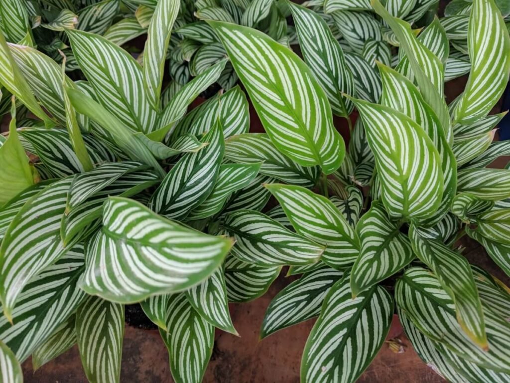 Calathea elliptica (Calathea 'Vittata')