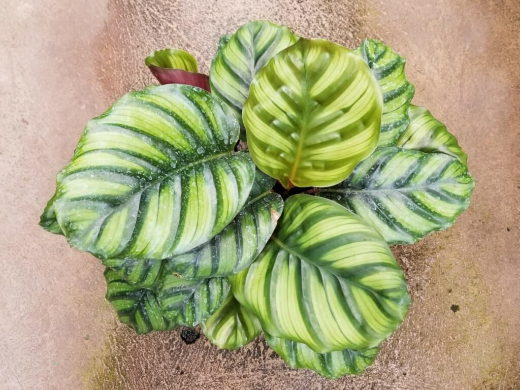 Calathea fasciata