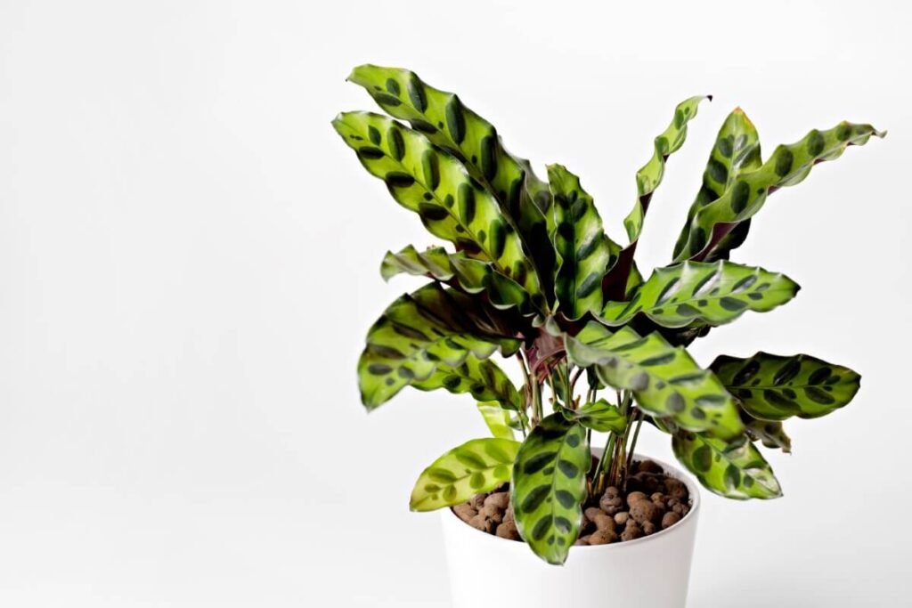 Calathea lancifolia (Rattlesnake Plant)