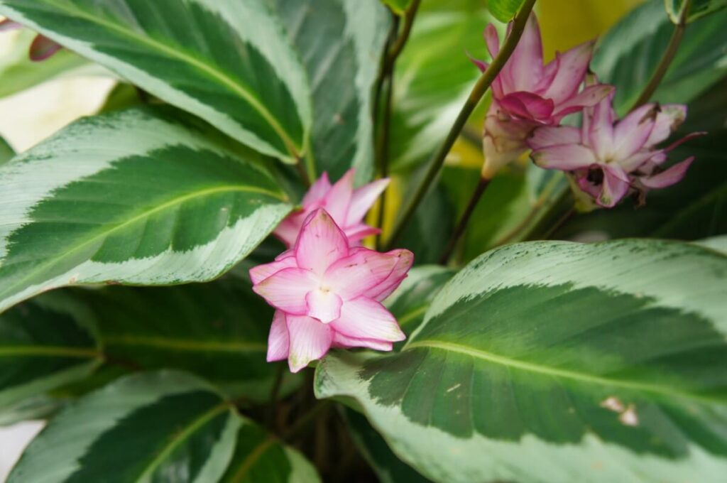 Calathea loeseneri (Brazilian Star Calathea)