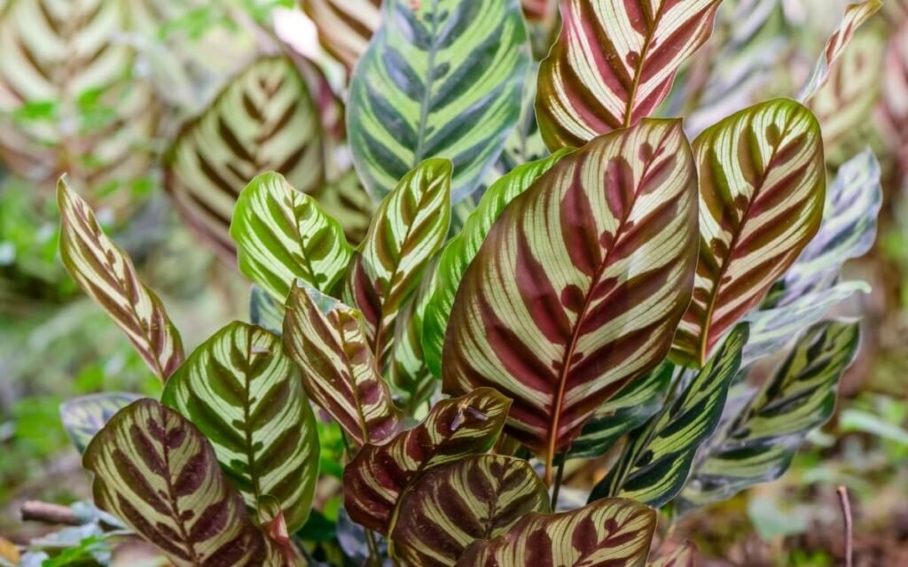 Calathea makoyana (Peacock Plant)