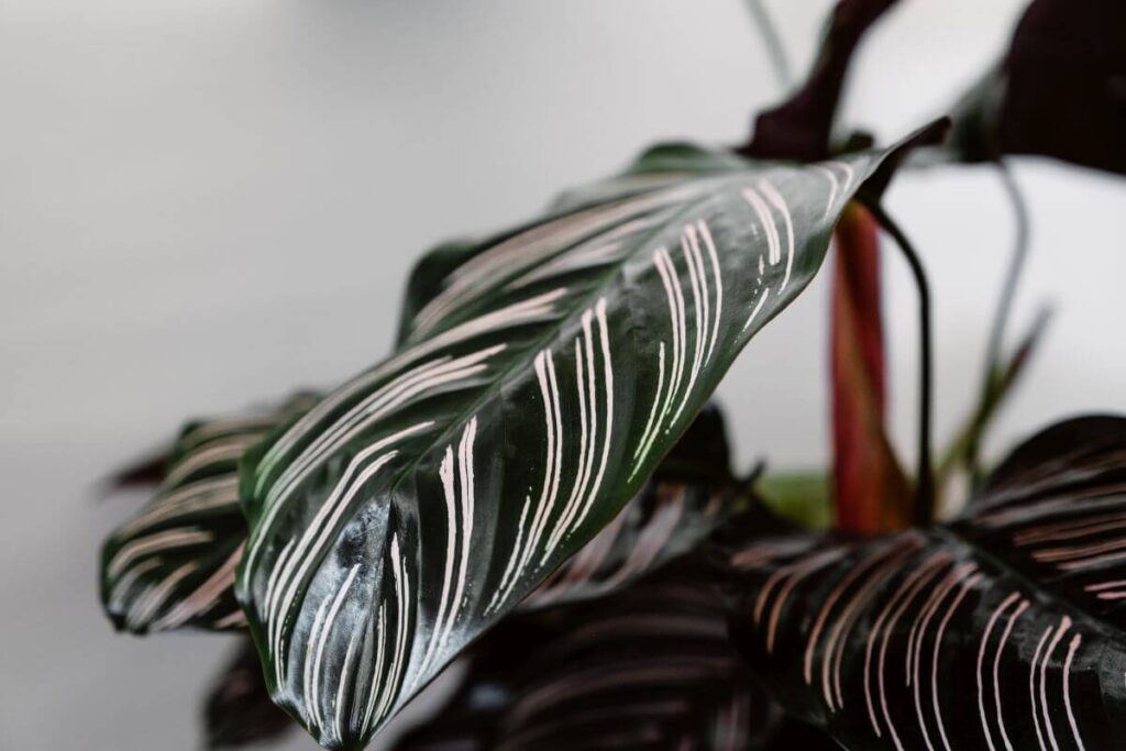 Calathea ornata (Pin-Stripe Calathea)