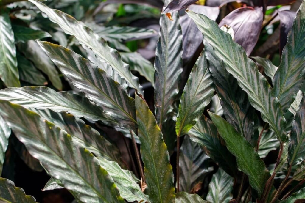 Calathea rufibarba (Furry Feather Calathea)