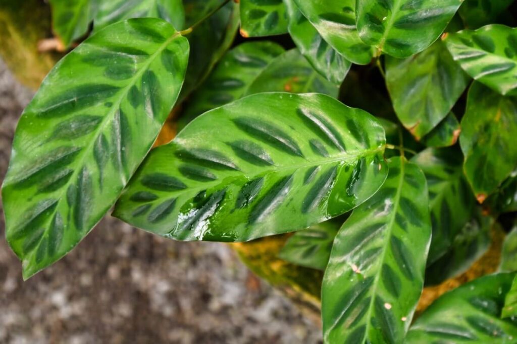 Calathea wiotii