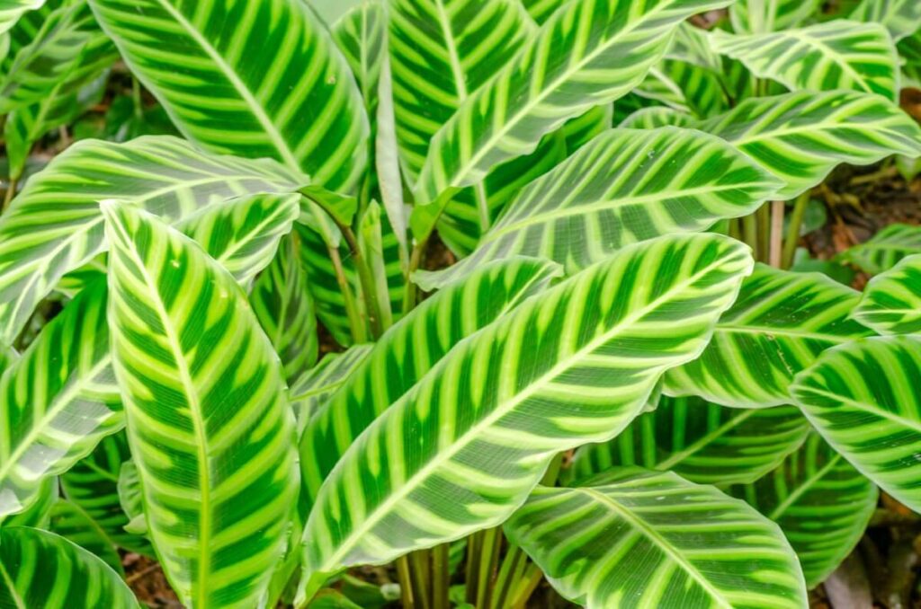 Calathea zebrina (Zebra Plant)