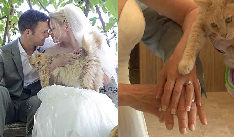 Canadian Cοսple Celebrates Тheir Wedding with 1,100 Cats. It is Purrfect!