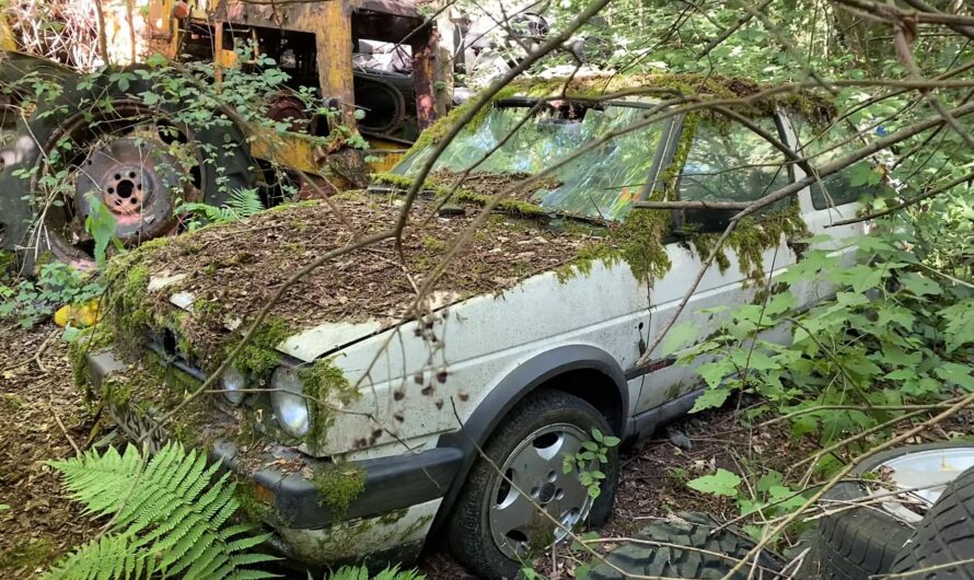 Car Graveyard Hidden From Civilization Is Home to a Few Unexpected Gems