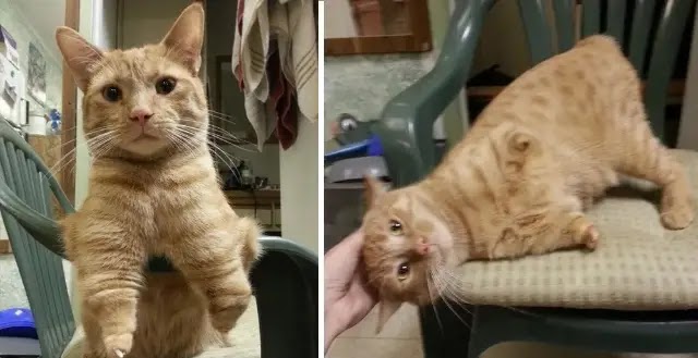 Two-Legged Feline Found on the Streets Finds a Home in a Woman’s Heart