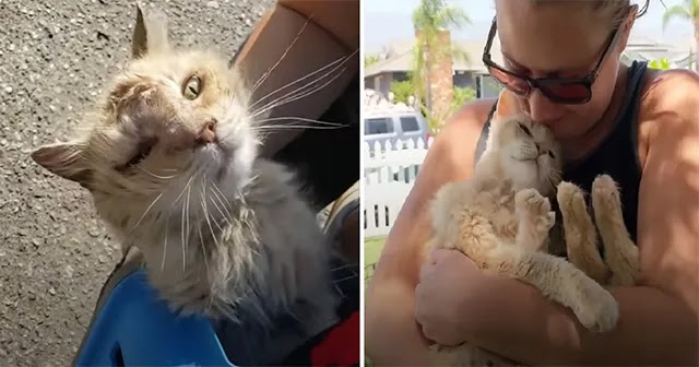 Cat Abandoned On The Street Won’t Stop Kissing His New Mom On Her Nose