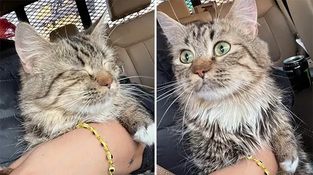 Cat in Basement Comes Running and Clinging to Kind People as Her Life is About to Get a Whole Lot Better