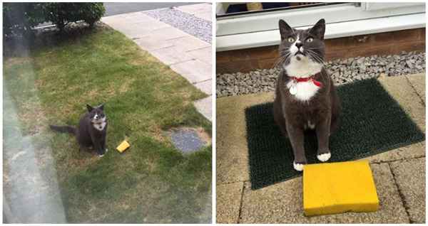 This Cat Won’t Stopm Bringing Home Sponges Humans Are Baffled