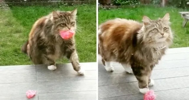 Cat Brings Flowers to Neighbors From Her Garden Regularly Since Spring