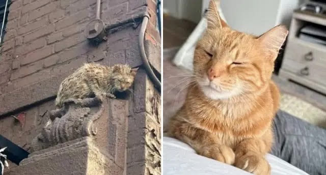 Cat Spotted High Up on a Building, Suddenly Comes Out of Her Shell When She Realizes Life is About to Change