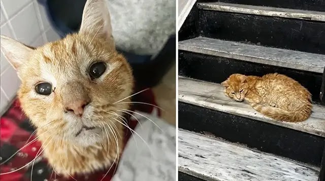 Cat Found on Stairs in Apartment Building by Kind Neighbor, 2 Weeks Later His Life Completely Changed