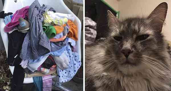 Cat Burglar Wоn’t Stор Stealing Her Neighbors’ Clothes