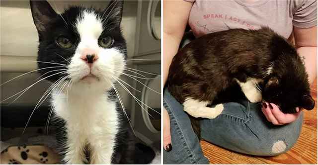 20-year-old Cat Finds Someone to Love After Being Given Up to Shelter – She Can’t Stop Snuggling